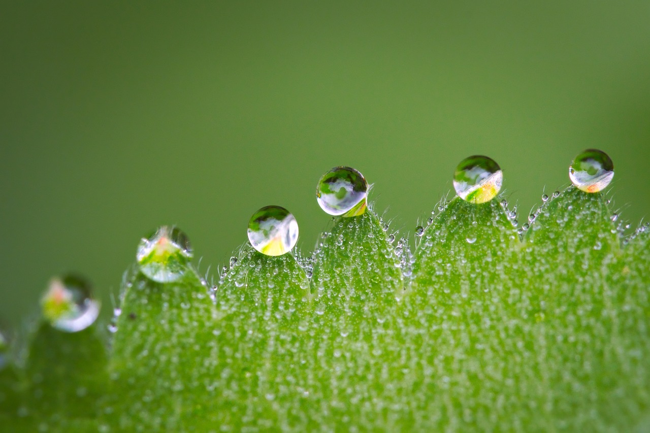 macro